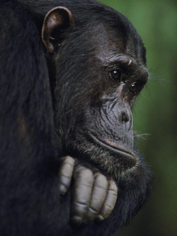 Le royaume des singes