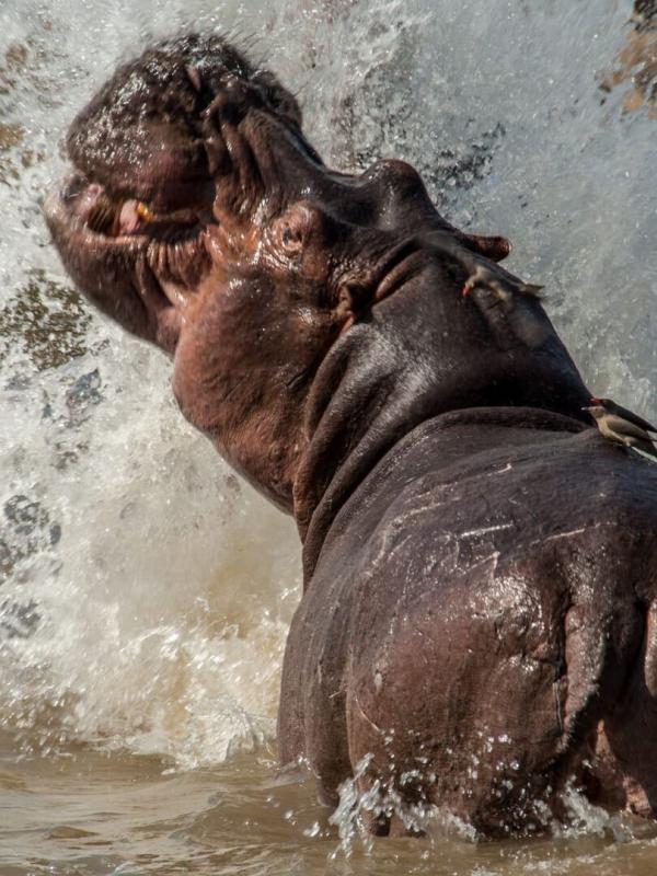 Afrique: à la vie, à la mort