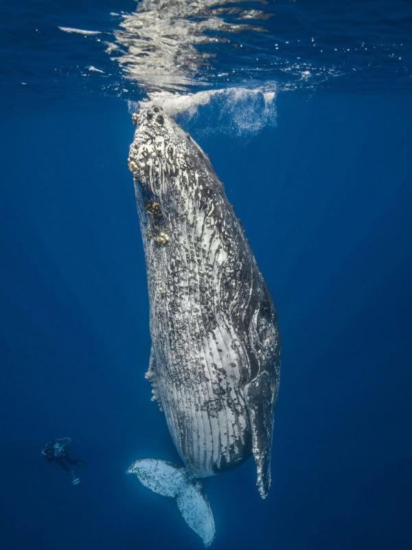 Quand baleines et tortues nous montrent le chemin