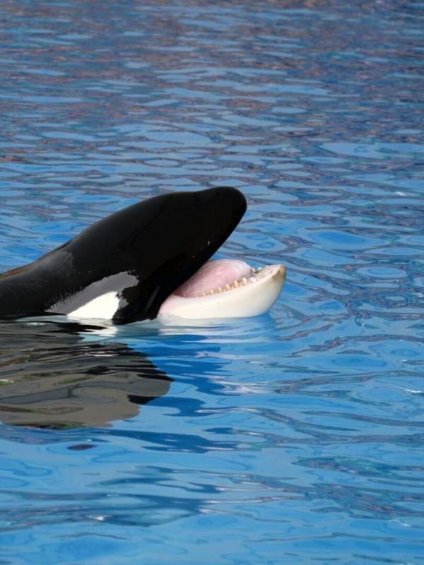 Animaux & Cie : une seconde chance