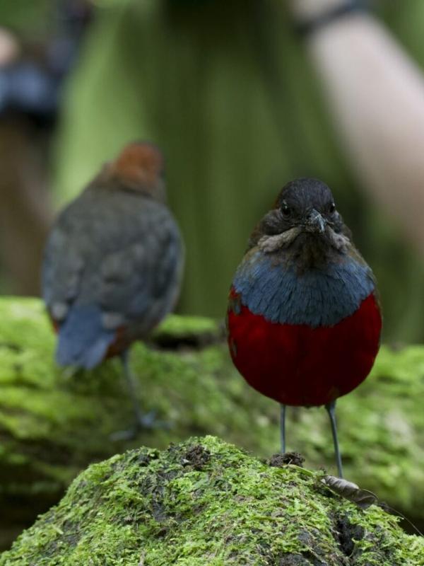 Destination Wild : Philippines