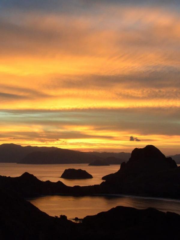 Les dragons de Komodo