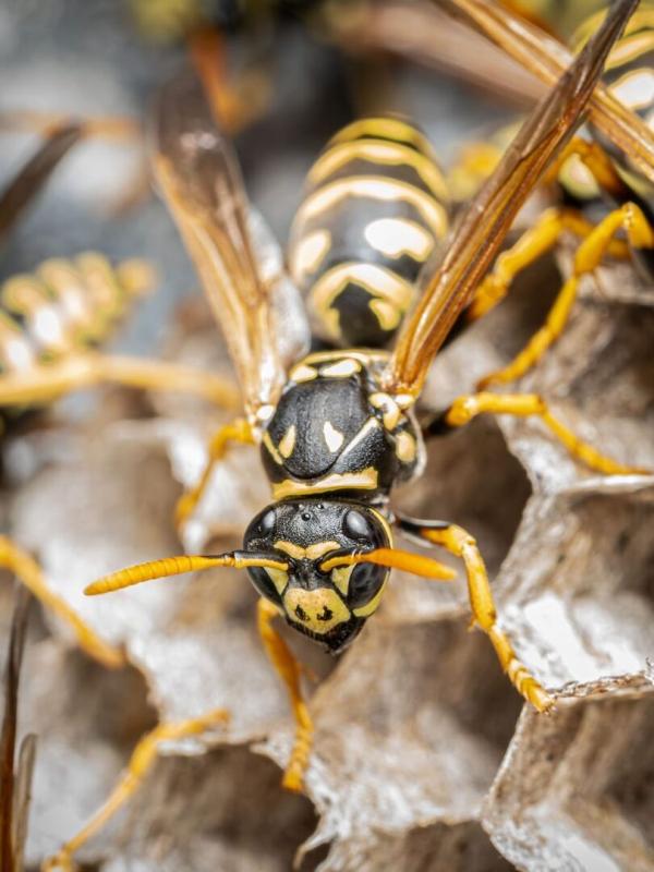 Morsures et piqûres : le grand test