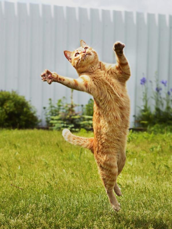 La vie secrète des chats