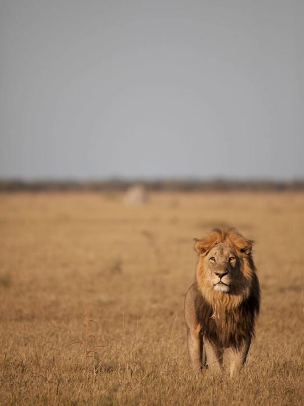 Le royaume sauvage