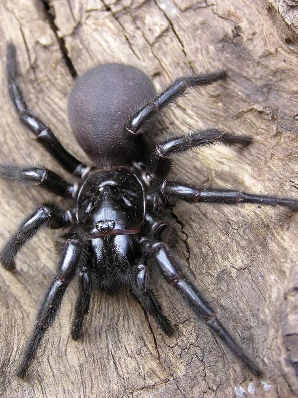 Animaux toxiques : les espèces les plus mortelles