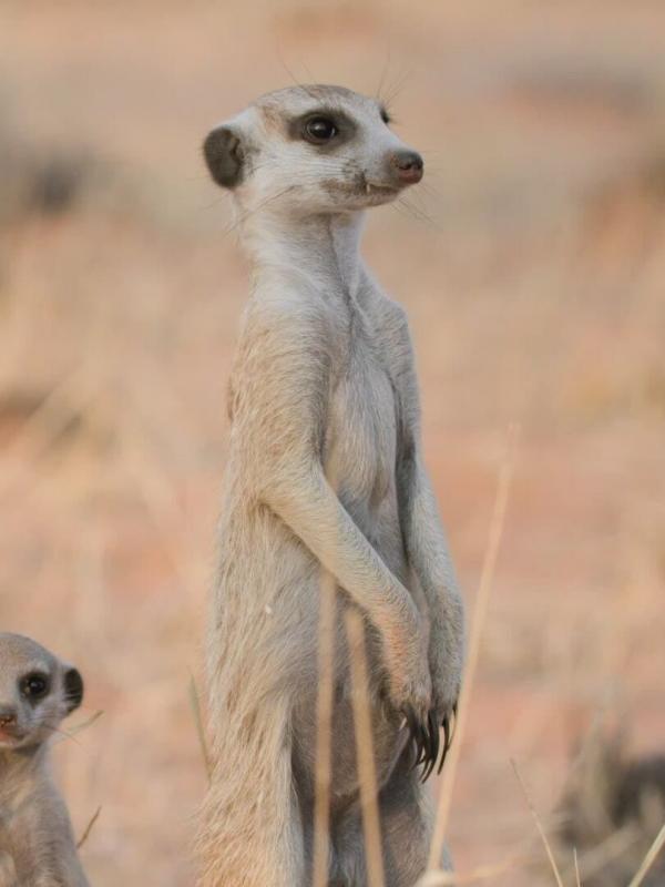 Le clan des suricates, nouvelle génération