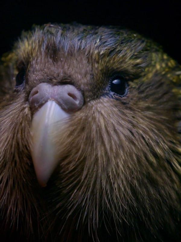 Origine native, Deidre et l'oiseau Kakapo