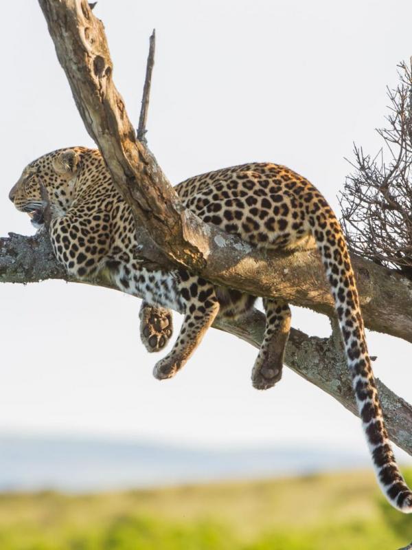 Léoparde : la reine du Serengeti