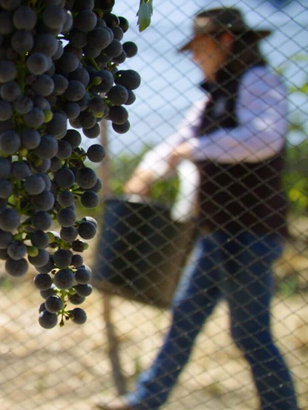 Des vignes et des hommes