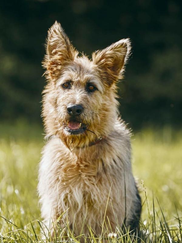 Racko - Ein Hund für alle Fälle S2 E3