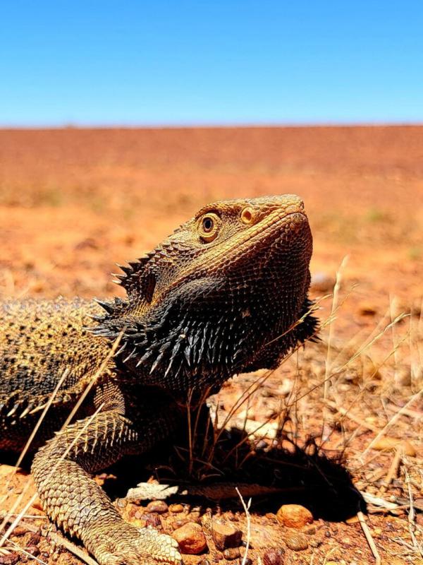 Champion de la survie