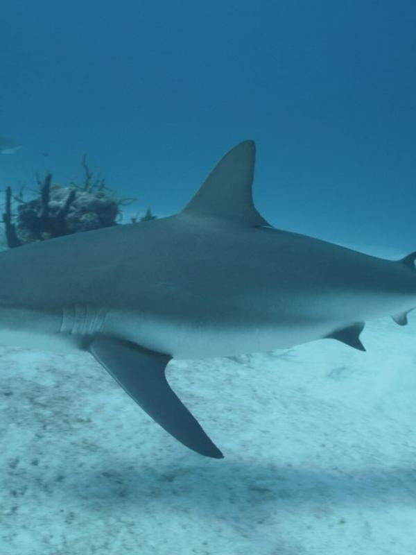 Investigation Shark Attack