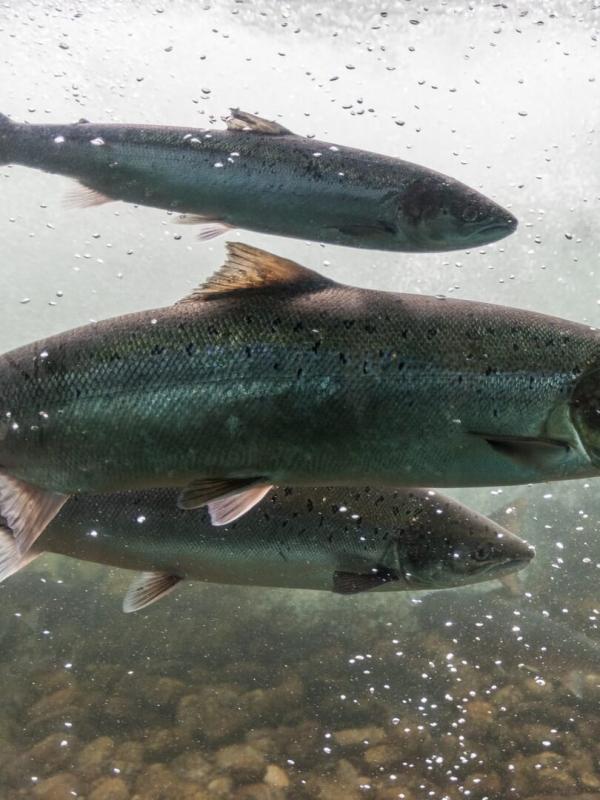 La crise du saumon en Norvège