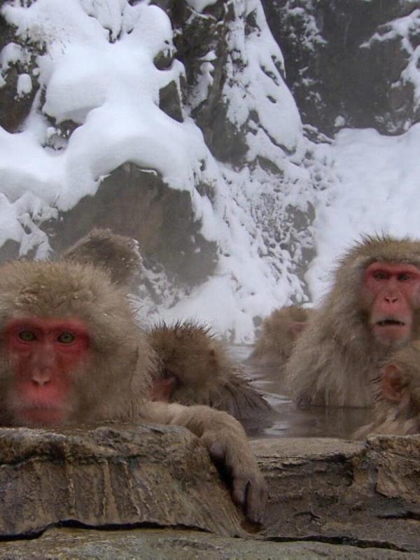 Le livre de la jungle : mission safari S1 E15