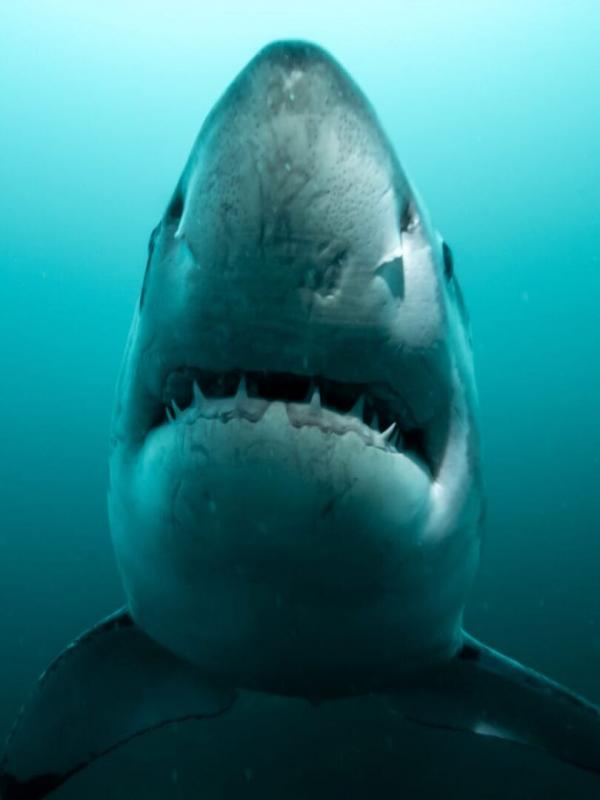Sur la piste des requins : une exploration océanique