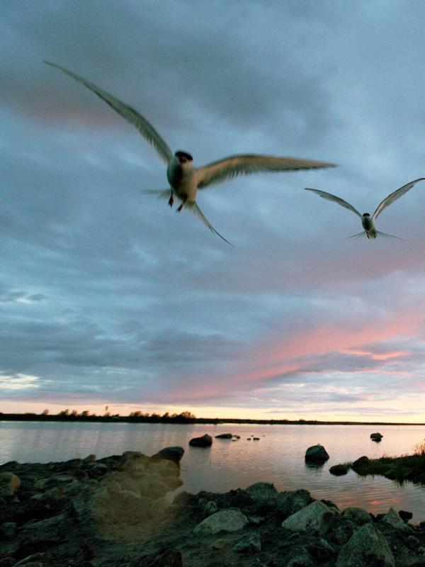 Sur les rivages de la Baltique