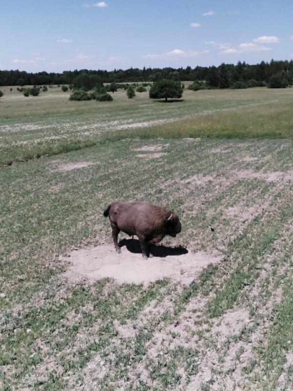 L'Europe à la reconquête de la biodiversité