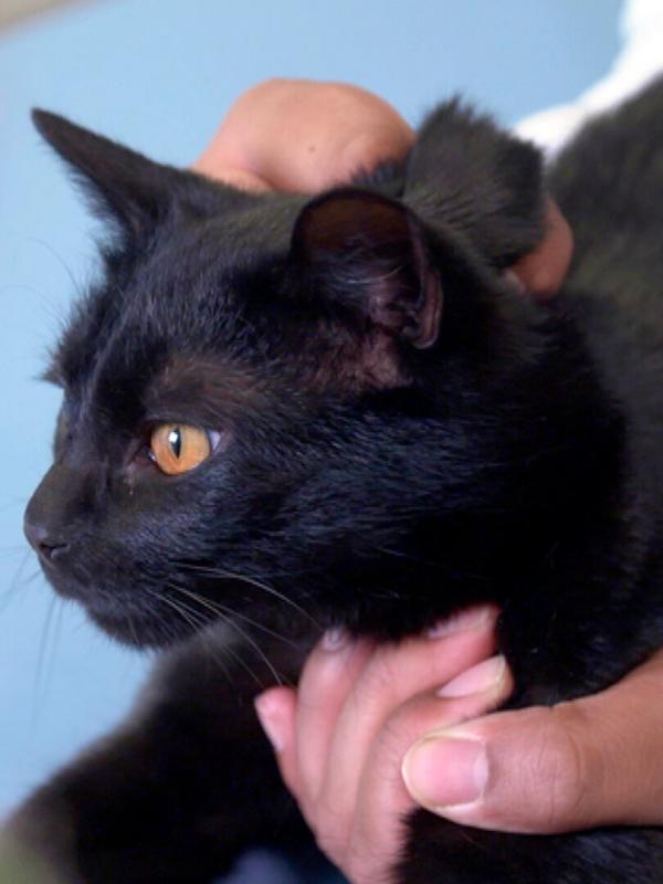 Die Tierärzte - Retter mit Herz