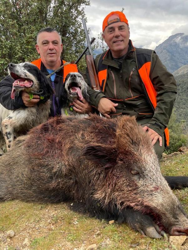 Sangliers au chien d'arrêt en Balagne