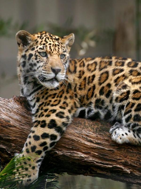 Retour à l'instinct primaire