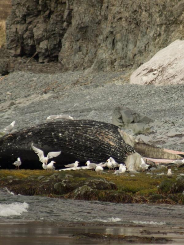 Alaska : A la vie, à la mort