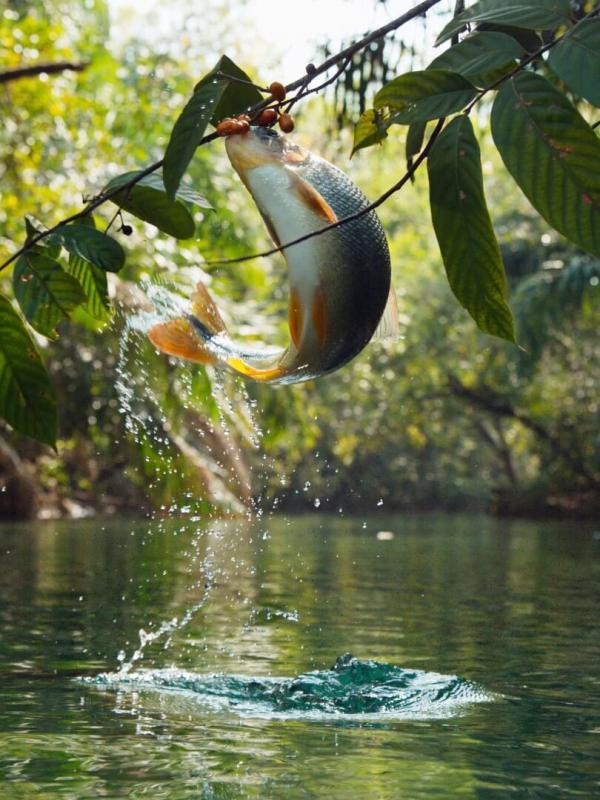 Une planète, sept mondes sauvages