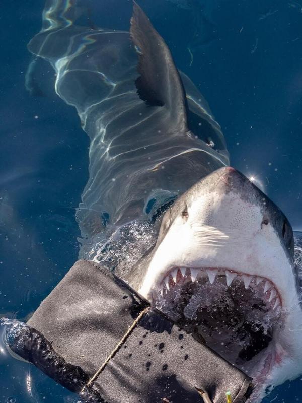 Sur la piste des requins : une exploration océanique