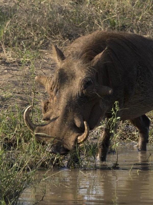 Destins Animal
