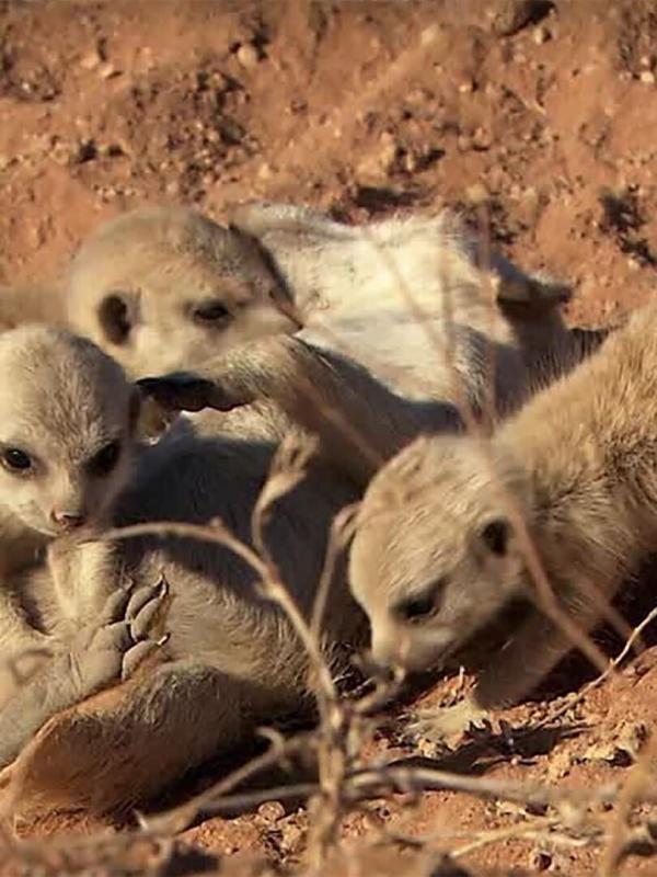 Le livre de la jungle : mission safari S1 E19