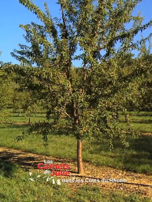 Les carnets de Julie