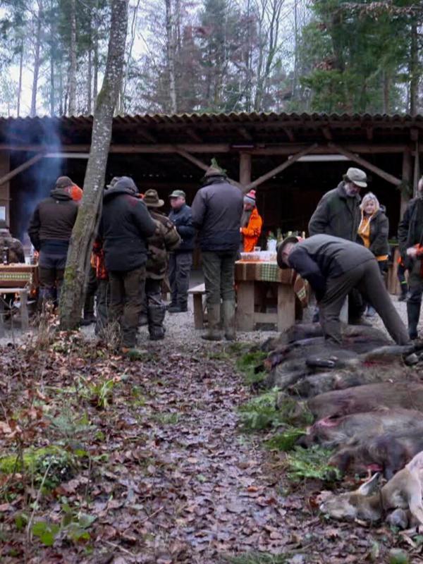 Les sangliers du Haut-Rhin