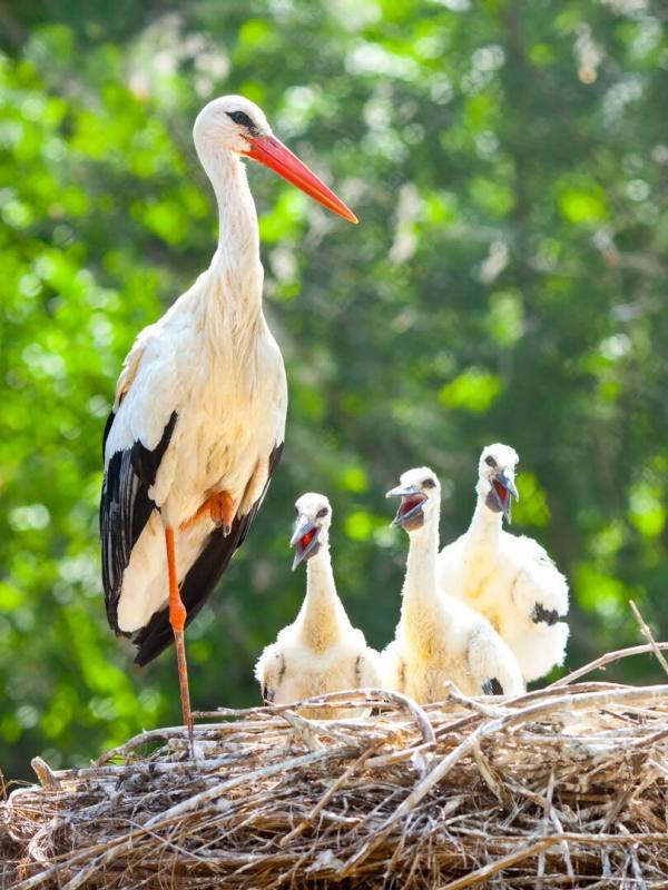 Animaux, l'art d'être parent