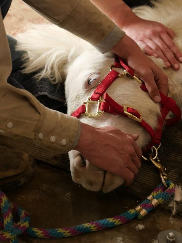 Les Vétérinaires du Midwest