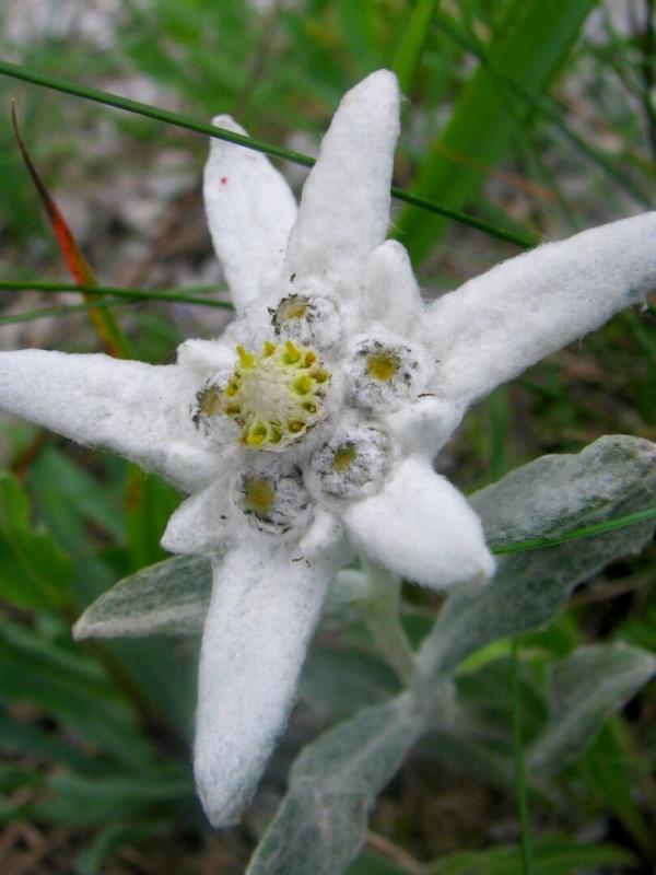 Wildes Bayern - Im Schatten des Watzmann