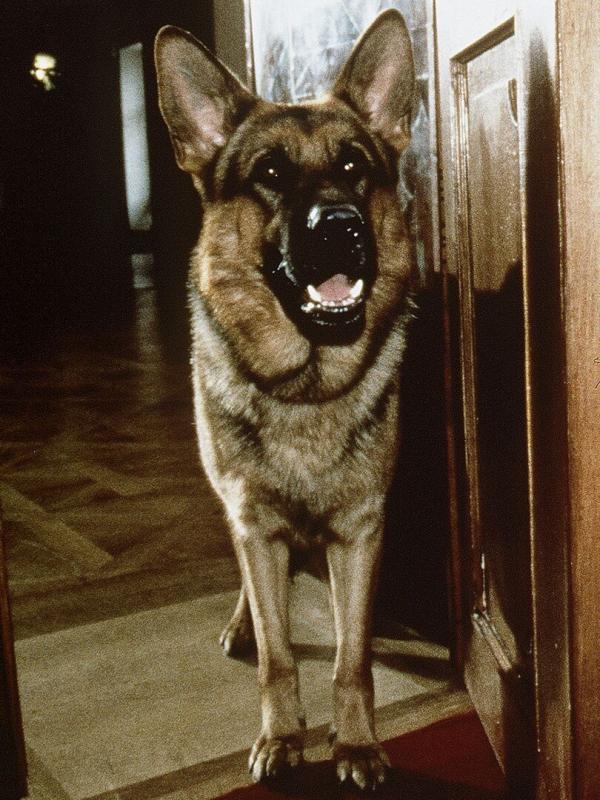 Il commissario Rex S6 E12