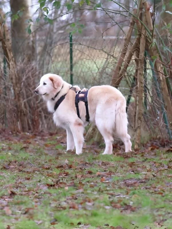 Die Unvermittelbaren - Mit Martin Rütter