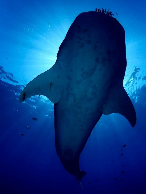 Les géants marins des Açores