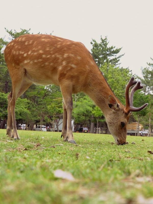 Urbana animalis