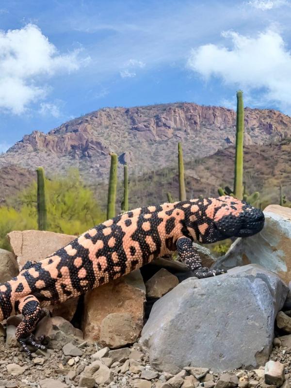 Prédateurs : compte à rebours sauvage