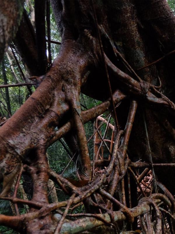 Inde : les ponts vivants du Meghalaya