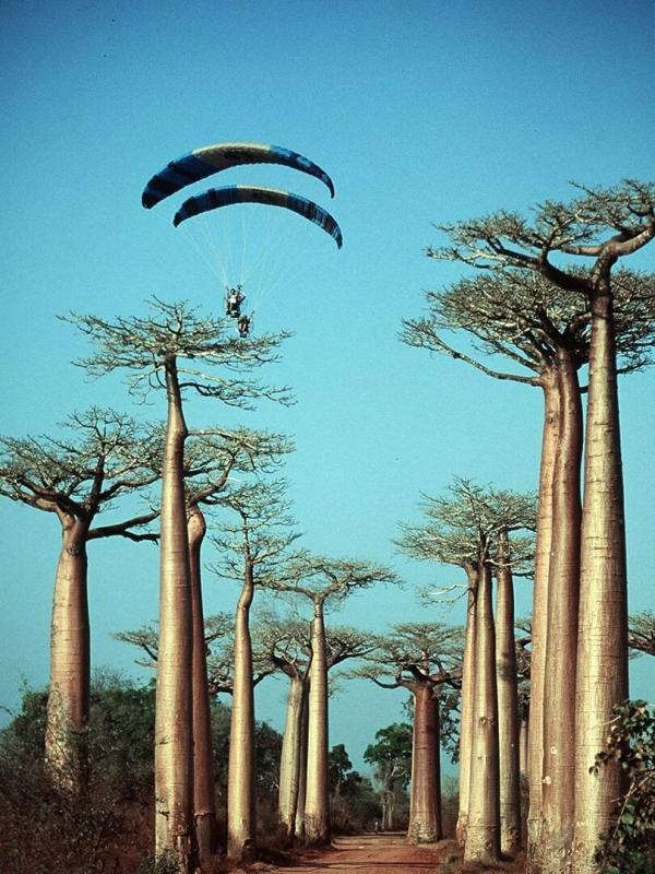 Opération Okavango