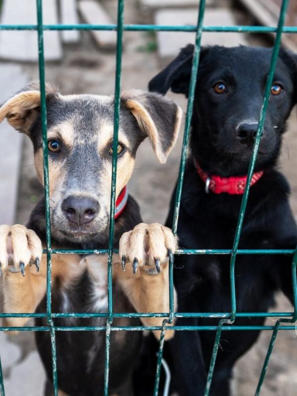 Une famille pour la vie