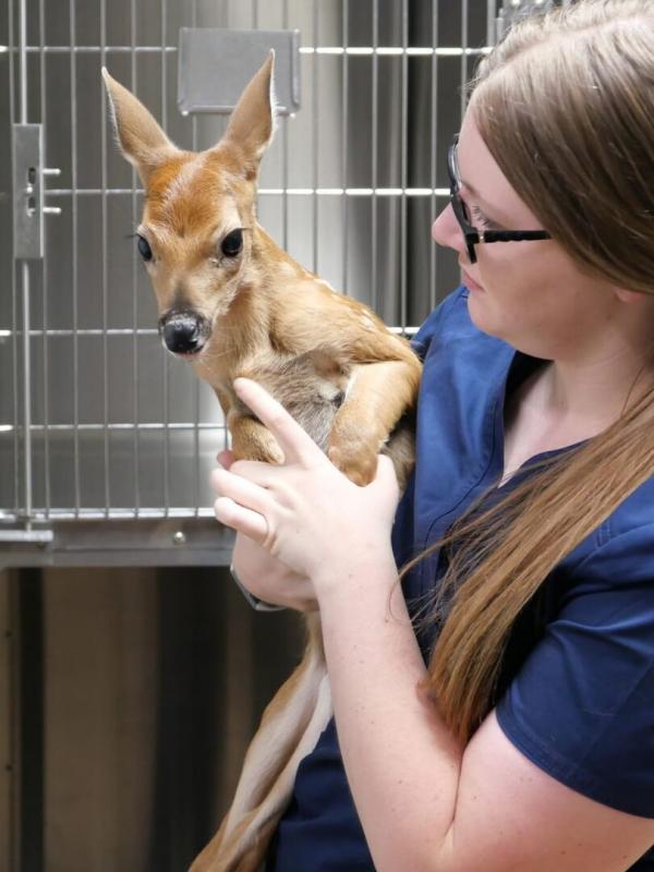 Les Vétérinaires du Midwest