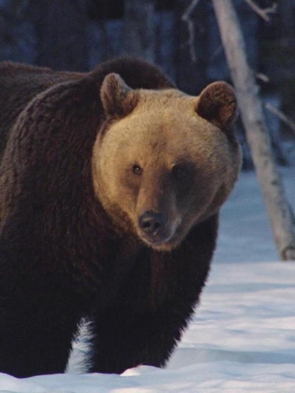 Le livre de la jungle : mission safari S1 E14