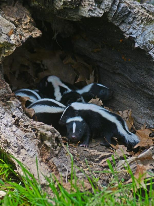 Sauvetage animal