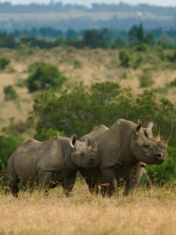 Secret safari: into the wild