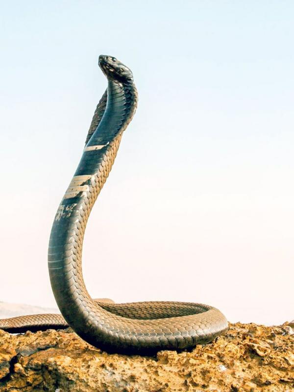 La mort au bout des crocs : Serpents venimeux d'Afrique