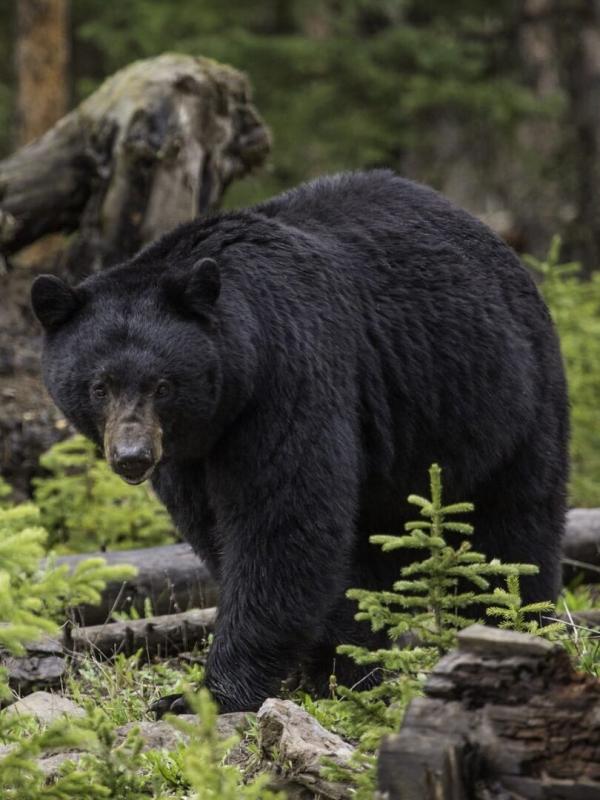 Alaska : seuls au monde
