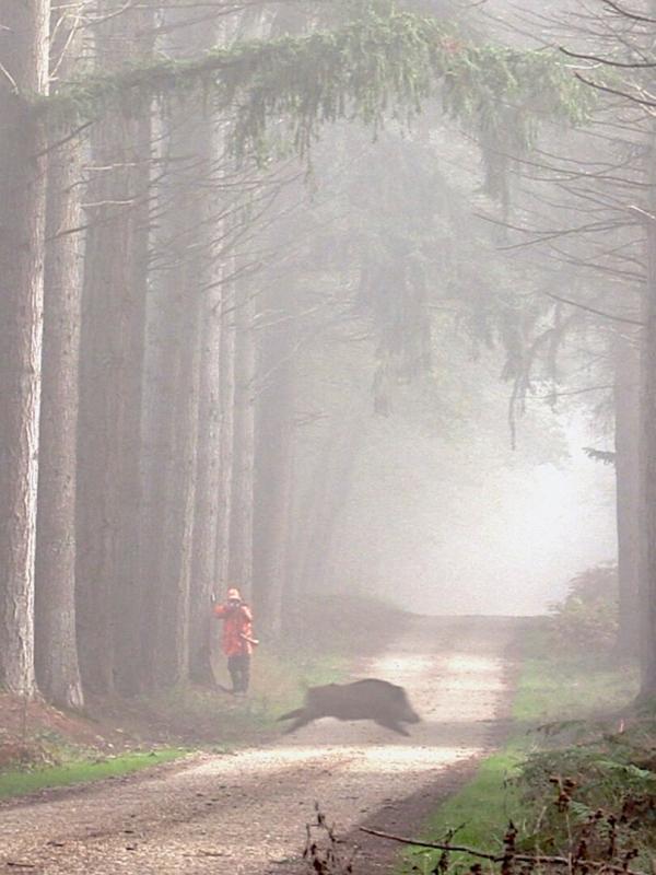 Actions de chasse en battue